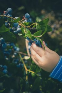 Blueberries