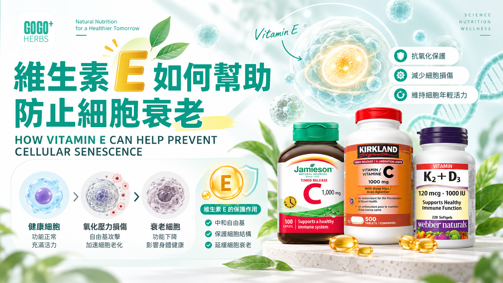 維他命E如何防止細胞衰老