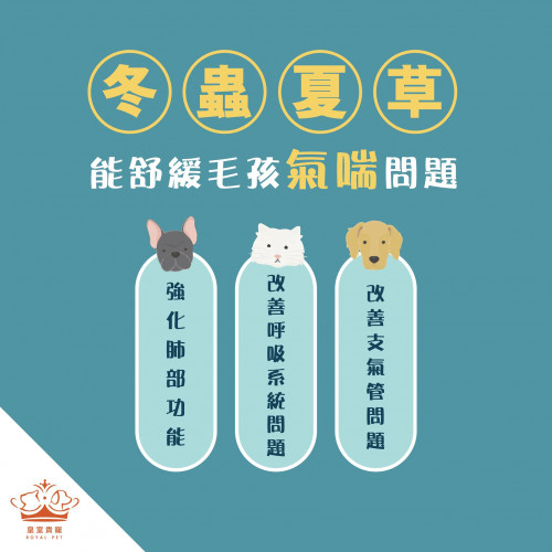 Royal Pets – For Cats and Dogs | Cordyceps Essence of Chicken 30ml 10 packs / 20 packs - Image 2