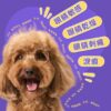 HICC Pet® – 寵物淚痕潔眼紙 無香 / 椰子香 / 麥盧卡蜂蜜 100片 - 影像 3
