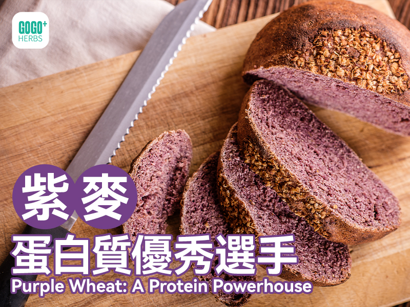 Purple Wheat: A Protein Powerhouse