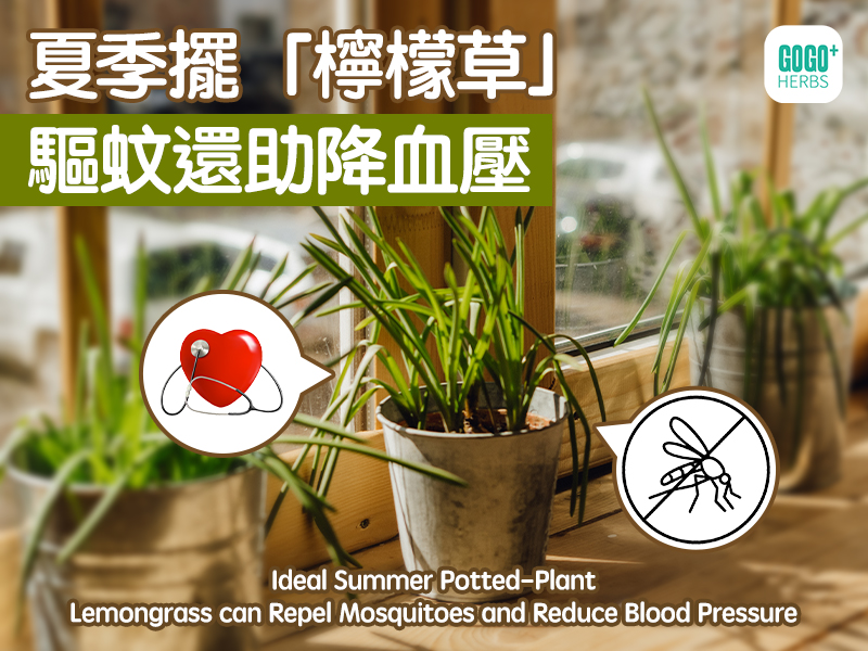 Ideal Summer Potted-Plant：Lemongrass can Repel Mosquitoes and Reduce Blood Pressure.