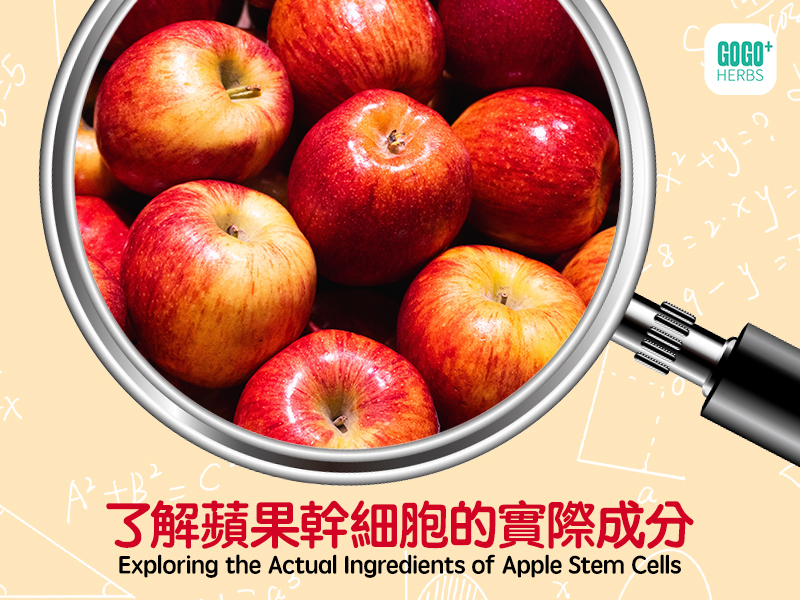 了解蘋果幹細胞的實際成分