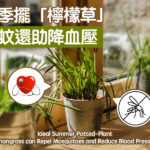夏季擺「檸檬草」 驅蚊還助降血壓