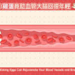 小小雞蛋竟助血管大腦回復年輕