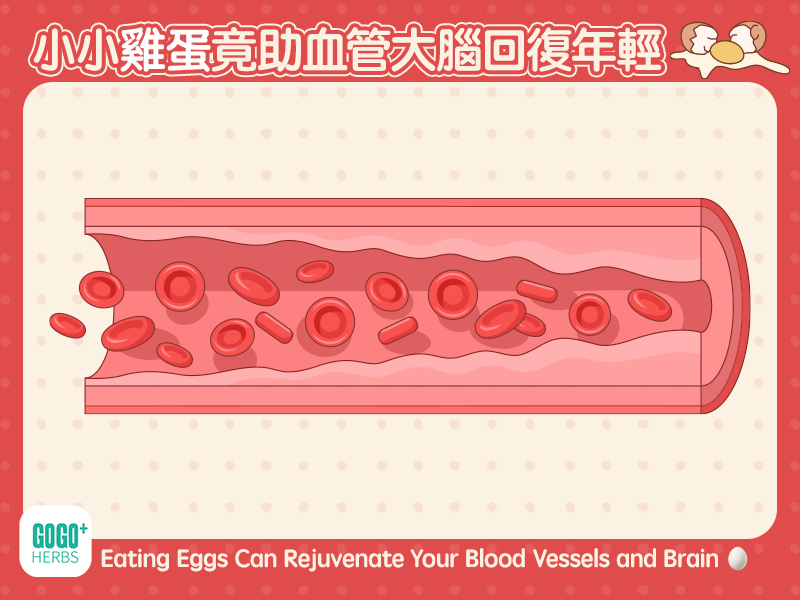 小小雞蛋竟助血管大腦回復年輕