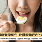 美國營養學研究:吃雞蛋幫助活化大腦