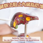 關鍵辦法阻止內臟脂肪堆積