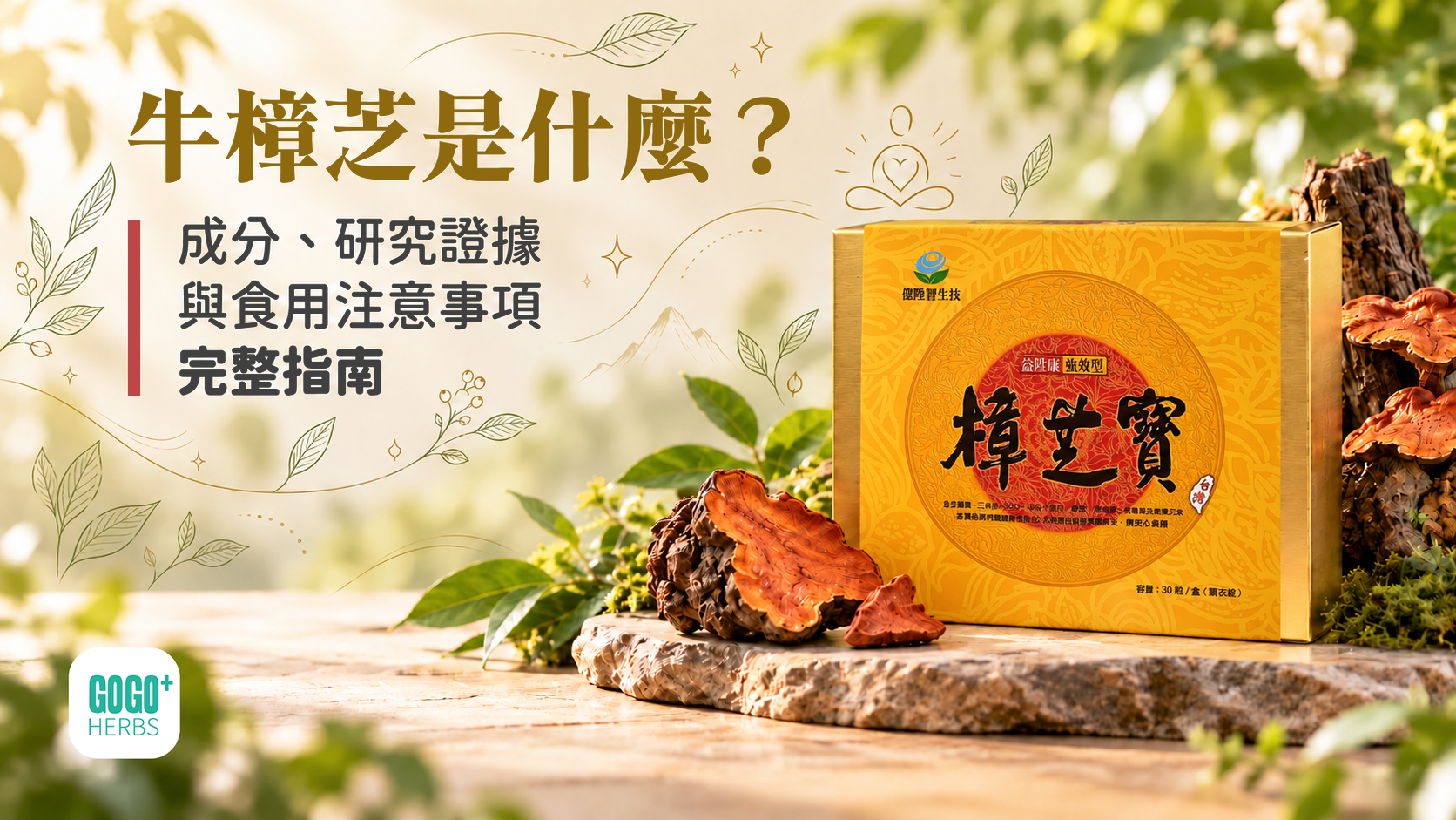 牛樟芝子實體與膠囊製品示意